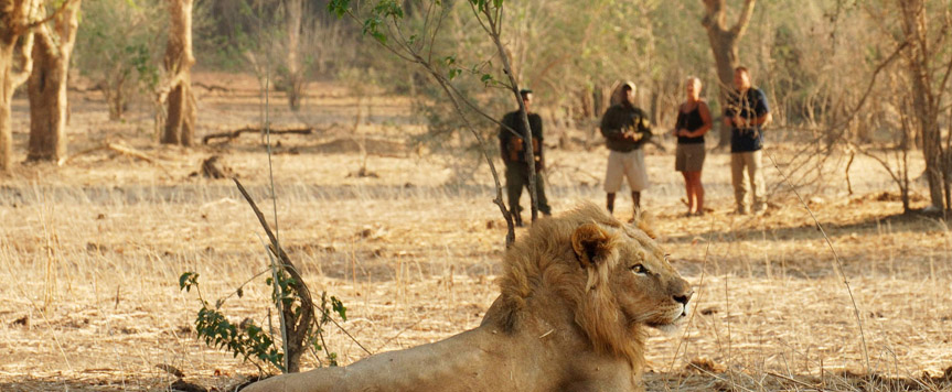 Safari à pied dans le parc du Lower Zambezi
